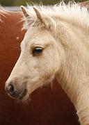 Myrdal von Heidmoor b